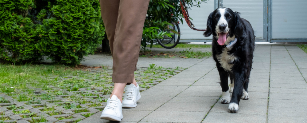Hausschlüssel an Dogwalker übergeben? Tractive und Nuki bieten die smarte Lösung für deine Hundebetreuung tagsüber